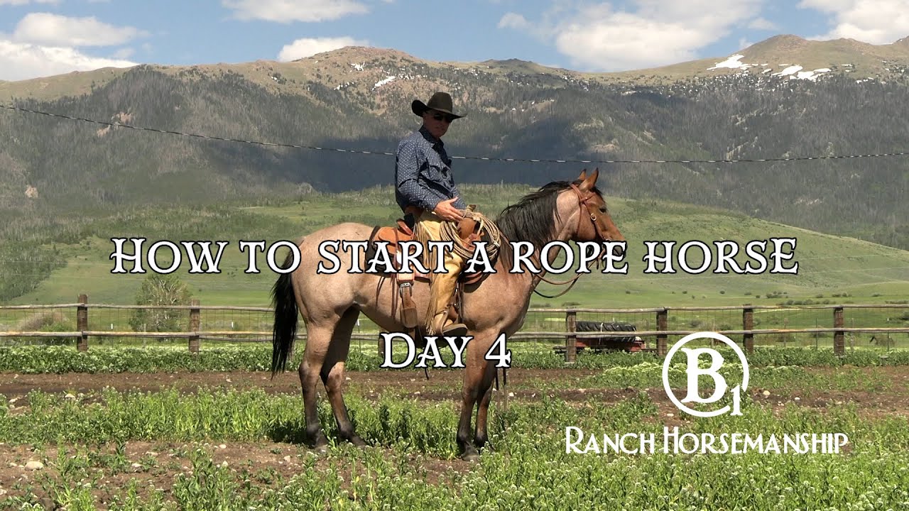 How To Start a Rope Horse Day 4 Preview