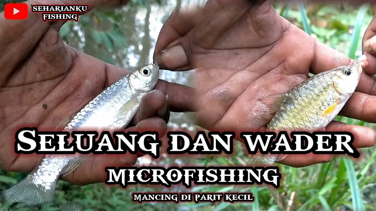 Mancing ikan Seluang dan Wader sf || di sungai semak belukar ||Microfishing @sehariankufishing2737