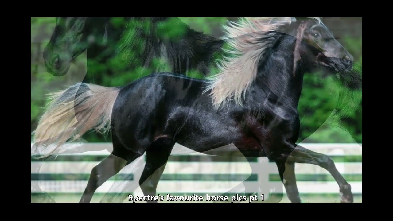 here's some horse pics.