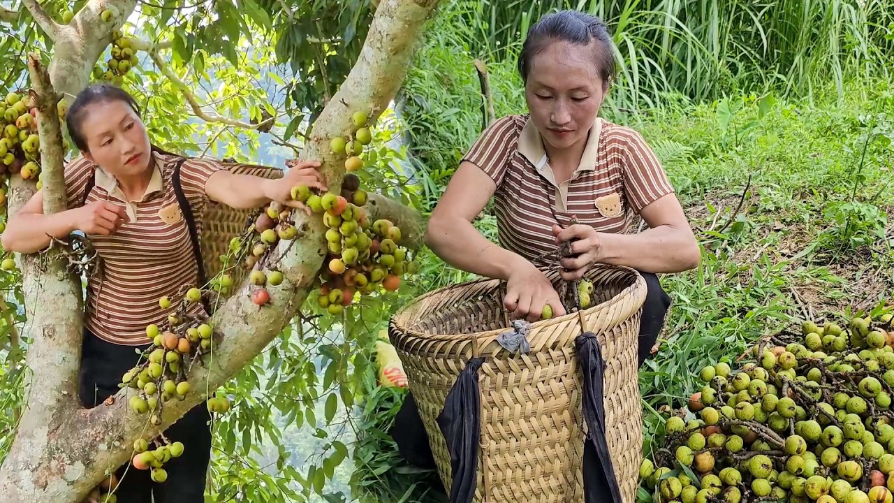 Garden and Forest Harvest | Picking Sweet Tomatoes and Wild Fruits for the Busy Market Day