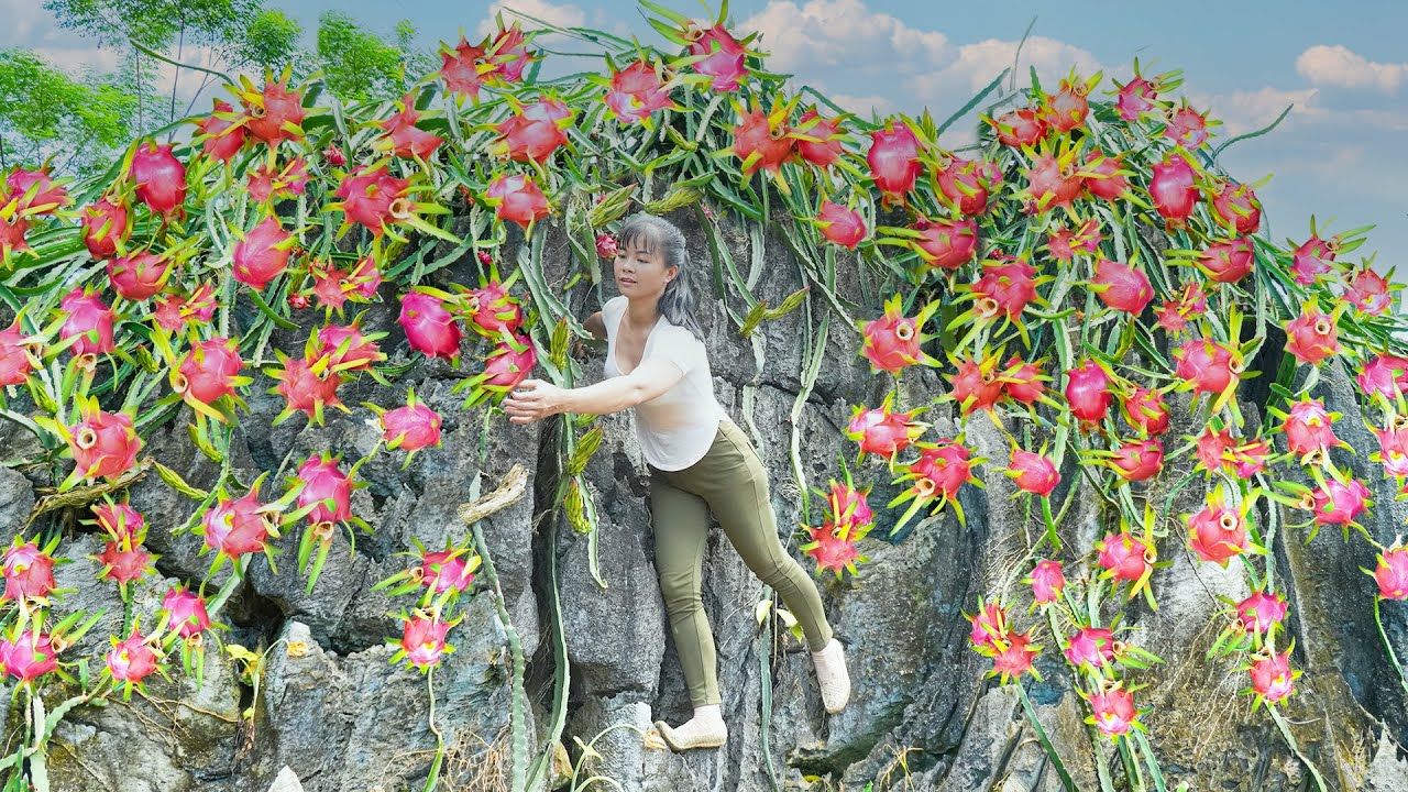 Harvesting Dragon Fruits On The High Rock Goes To The Market Sell - Vegetable Seeding