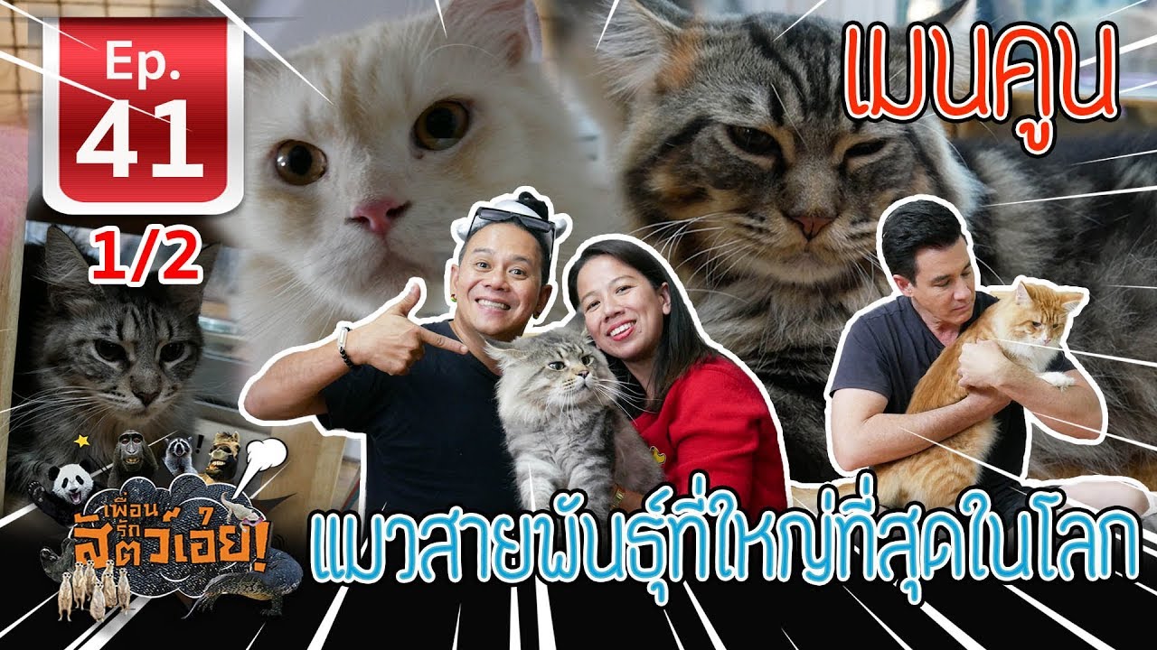 Maine Coon เมนคูน แมวสายพันธุ์ที่ใหญ่ที่สุดในโลก - เ​พื่อนรักสัตว์เอ๊ย EP.41 (1/2)