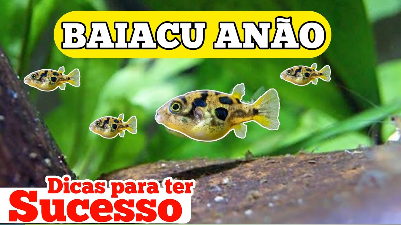 PEIXE BAIACU ANÃO ( CHEGA DE PERDER ESSE PEIXE NOS SEUS AQUÁRIOS )