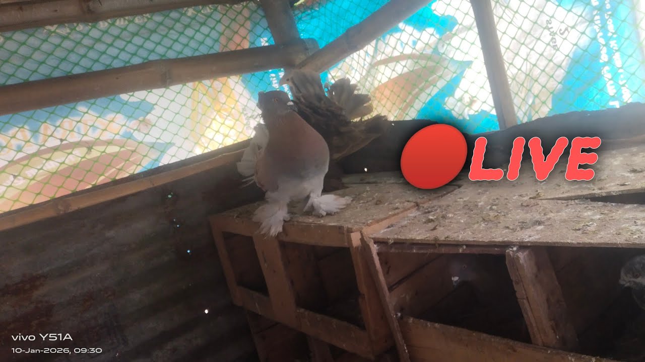 WORLD PIGEON LOVER is live 9:40-10:00 🔴Live.