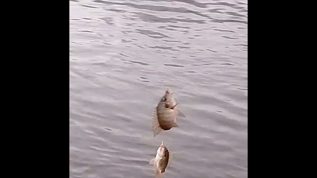 🔥 الصيد 🔥بعفريت المياه 🔥 أحسن طعم  🔥 بلطى وراء بعض 🔥جوز وفرد 🔥🔥🔥🔥🔥