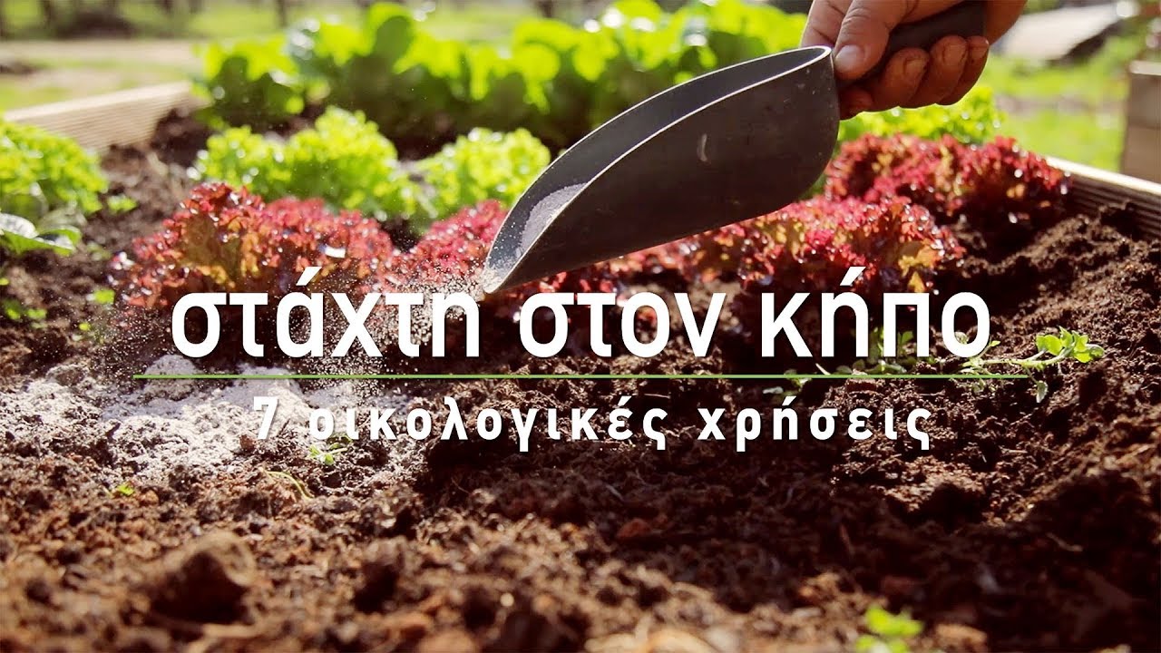 🍀 Στάχτη: Χρήσεις στον Κήπο - Τα Μυστικά του Κήπου