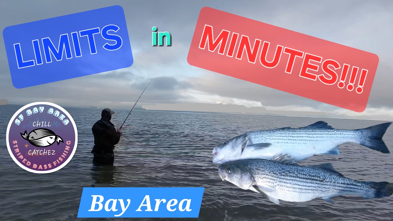 How to Catch a Fast Limit Of Striped Bass in Minutes! 🔥Keeper After Keeper! 🐟 