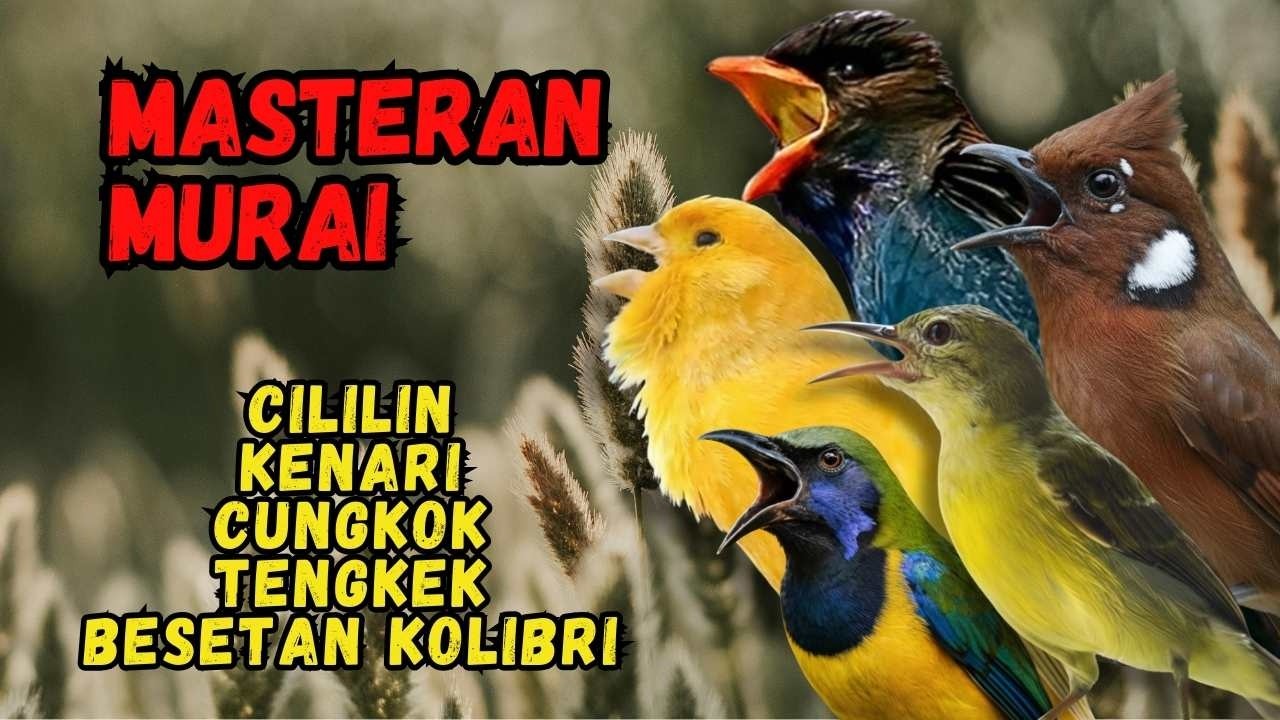 Masteran Murai Isian Cililin, Kenari, Cungkok, Tengkek, Besetan Kolibri