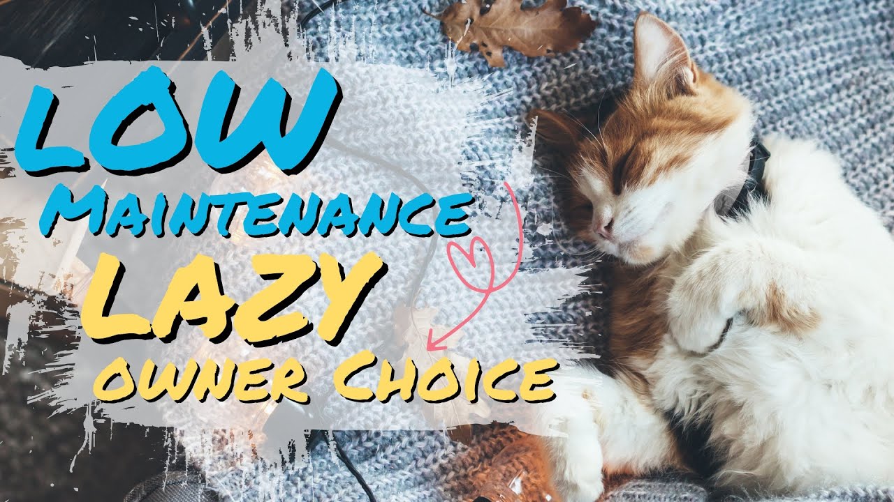 😍Lazy Cat Lover&rsquo;s Guide to Top Low Maintenance Cat Breeds