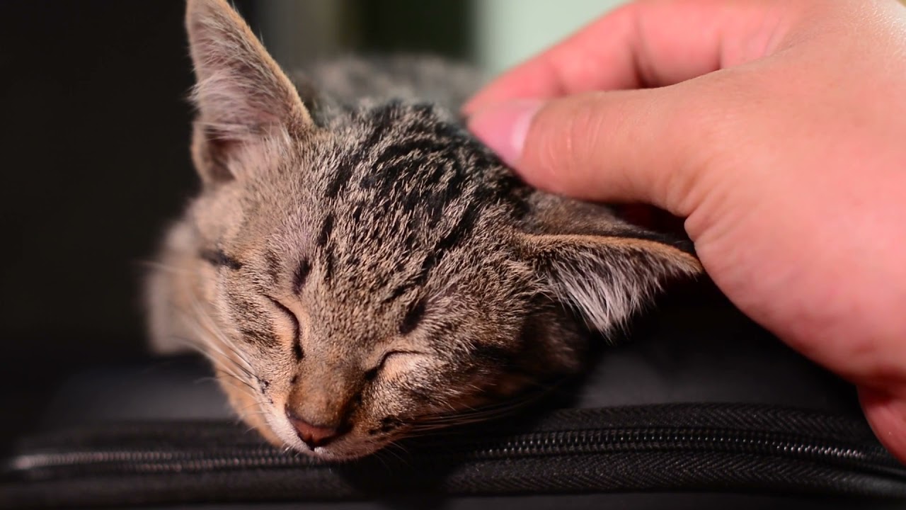 Top 20 Pets Stock footage - Pets Free Stock Videos - Pets Videos - Pets No Copyright Videos