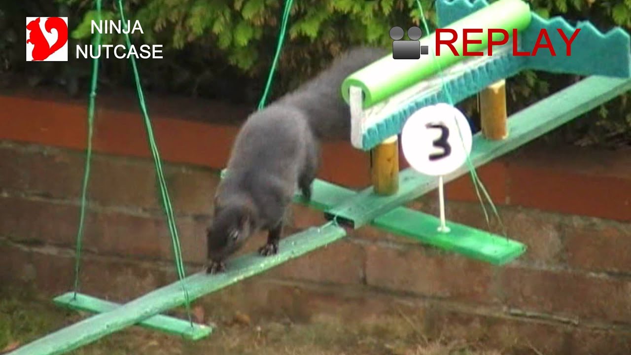 Squirrel Grand National