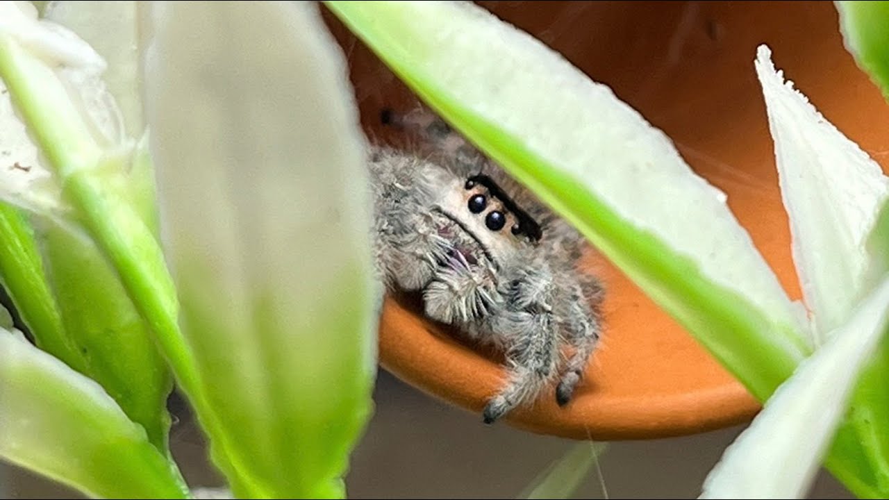 Hogyan tartsam? - Phidippus regius | Ugr&oacute;p&oacute;k