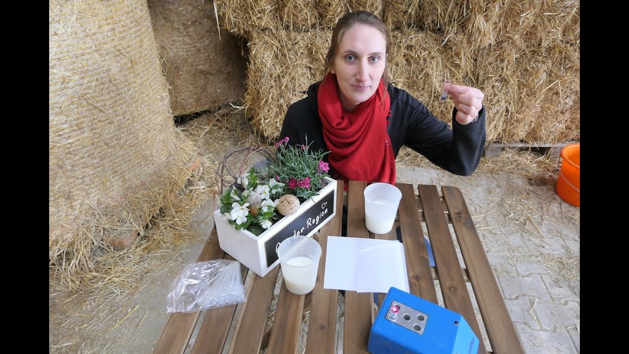 Hemmstofftest auf einem Milchviehbetrieb: Kathrin zeigt Schritt für Schritt, wie man vorgeht