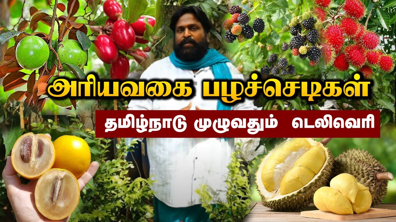 அரியவகை வகை பழச்செடிகள் குறைந்த விலையில் | Exotic Fruits Plants in Cheap Rate | Rare Fruit Varieties