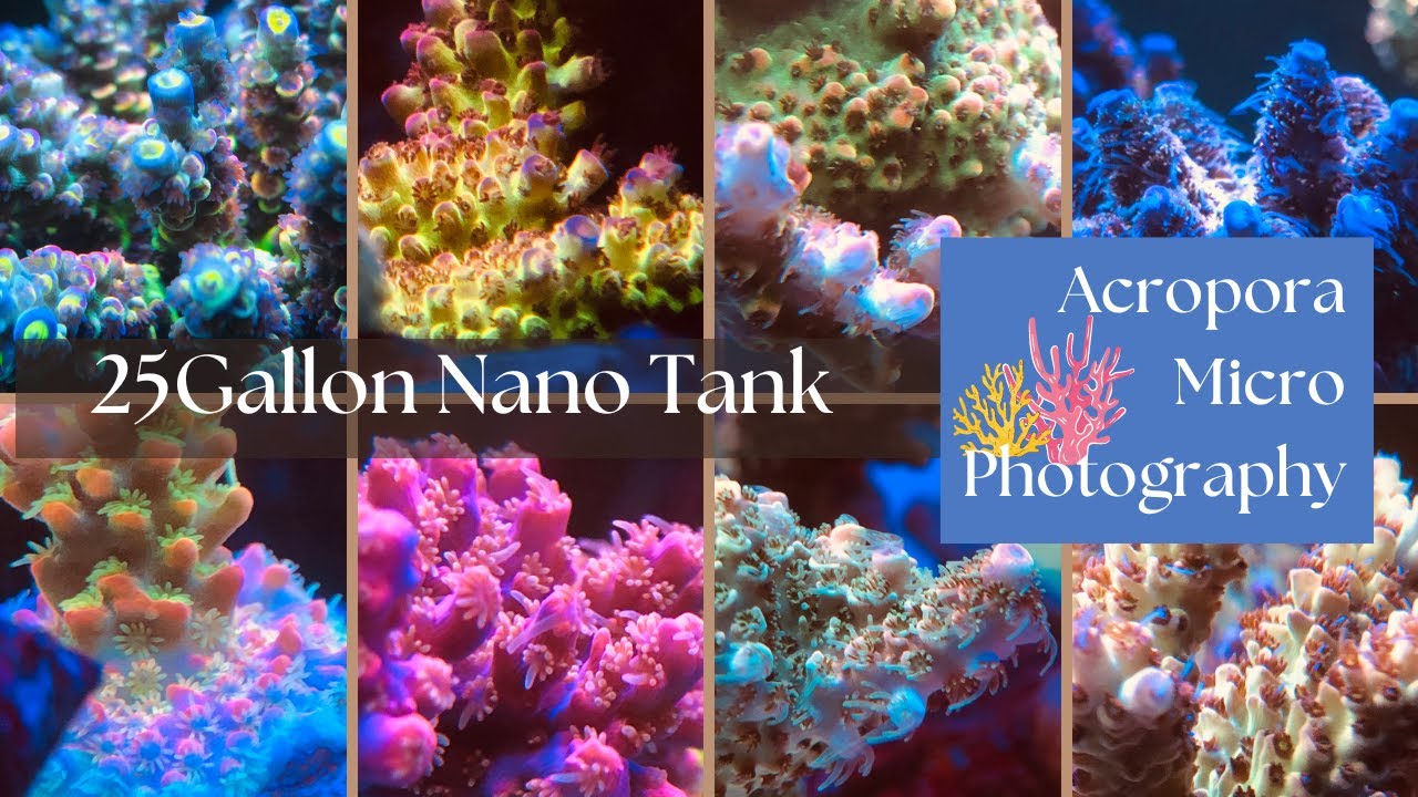 25Gallon Reef Tank Acropora Micro Photography