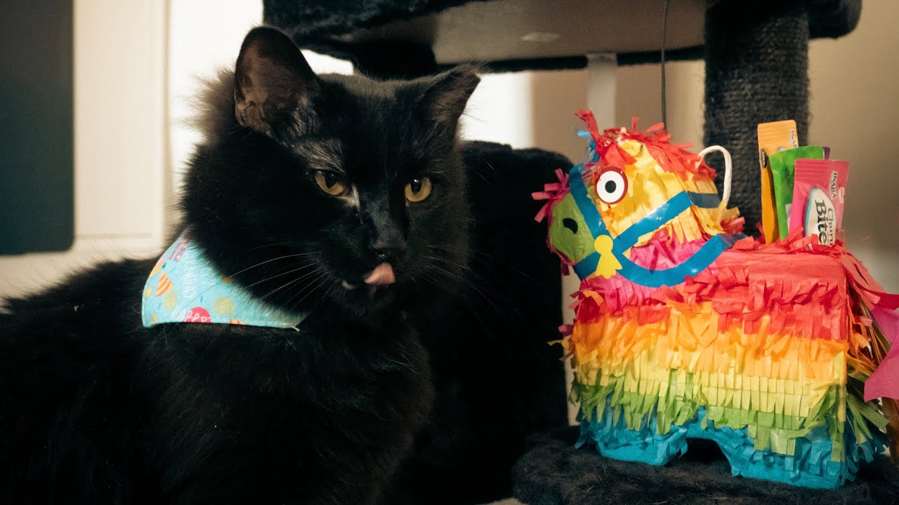 Shinobu The Cat Celebrates His First Birthday!