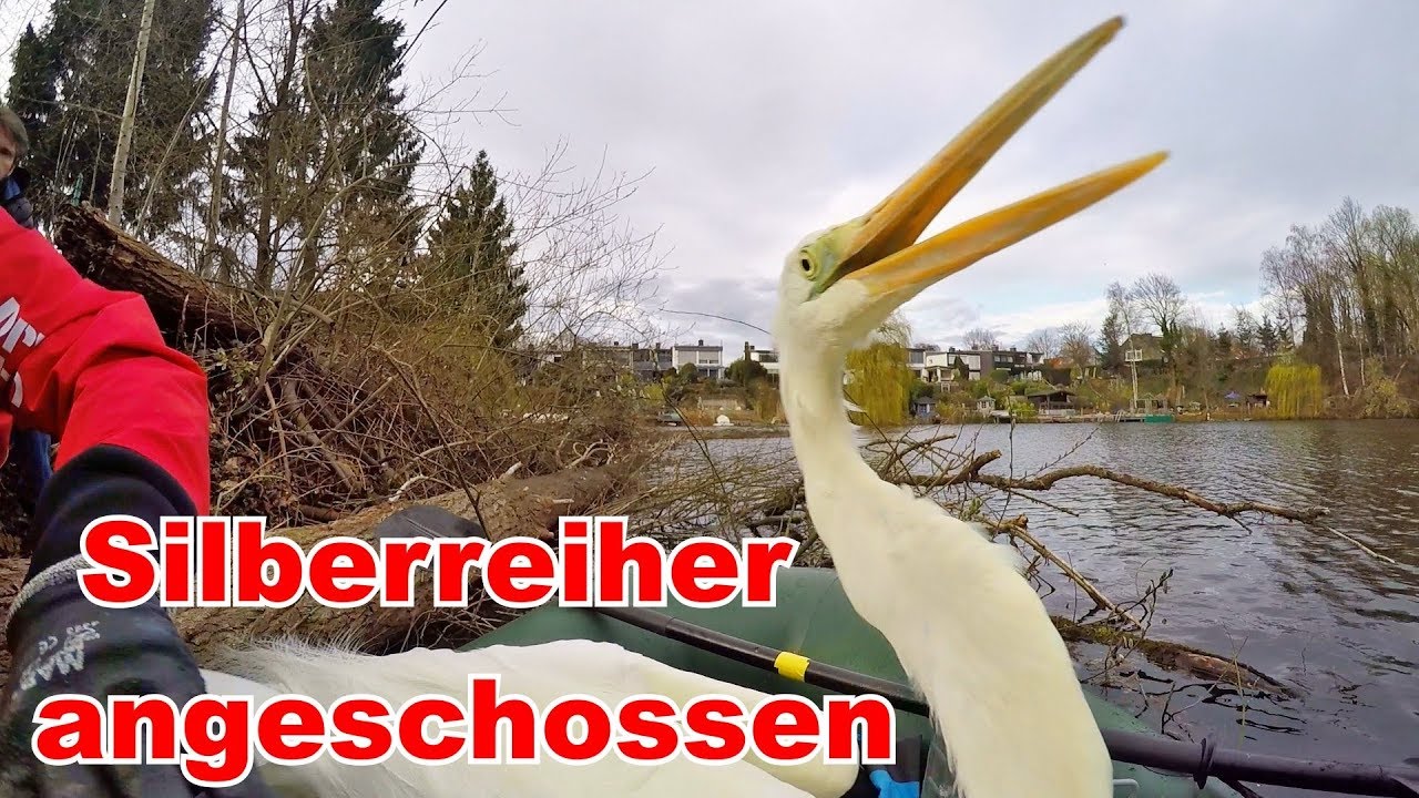 Silberreiher angeschossen - Tiernotruf #146