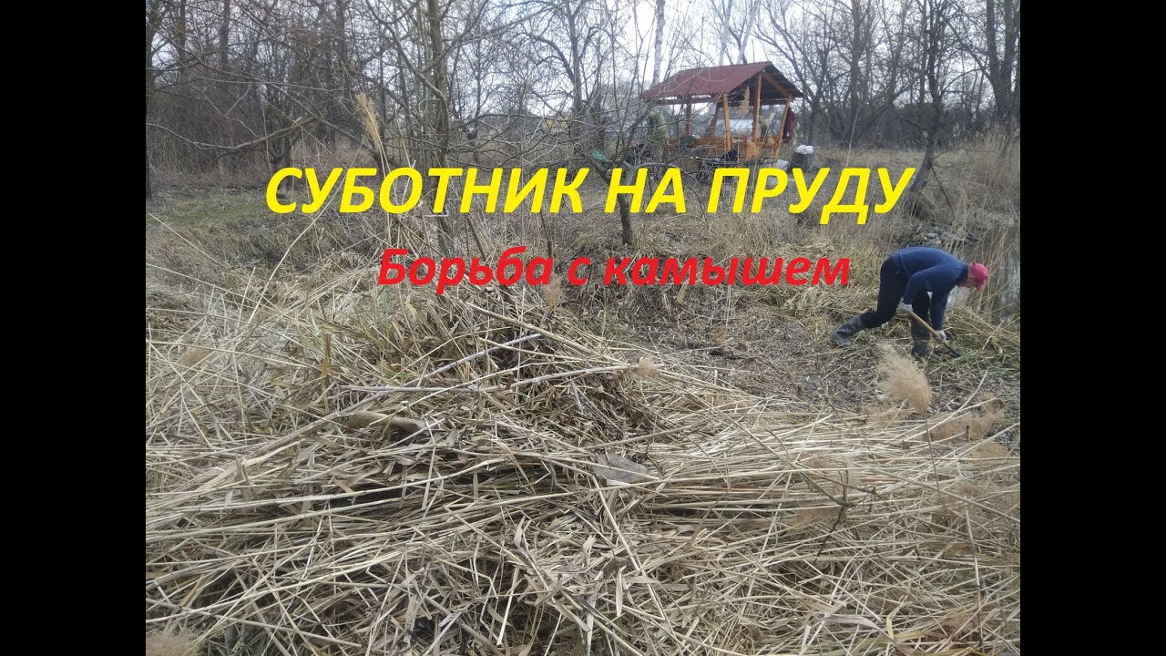 CУБОТНИК НА ПРУДУ,  БОРЬБА С КАМЫШЕМ