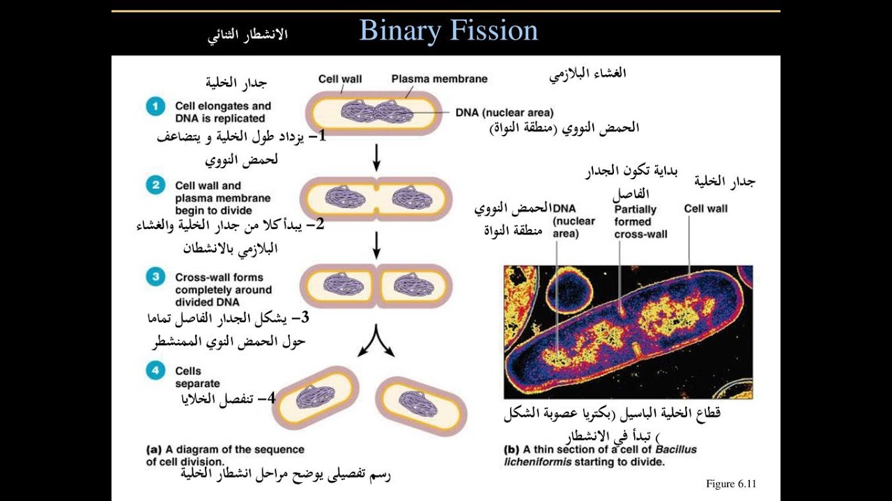 التحاليل الميكروبيولوجية للمياه - الحلقة الرابعة - التكاثر و منحنى النمو في البكتيريا