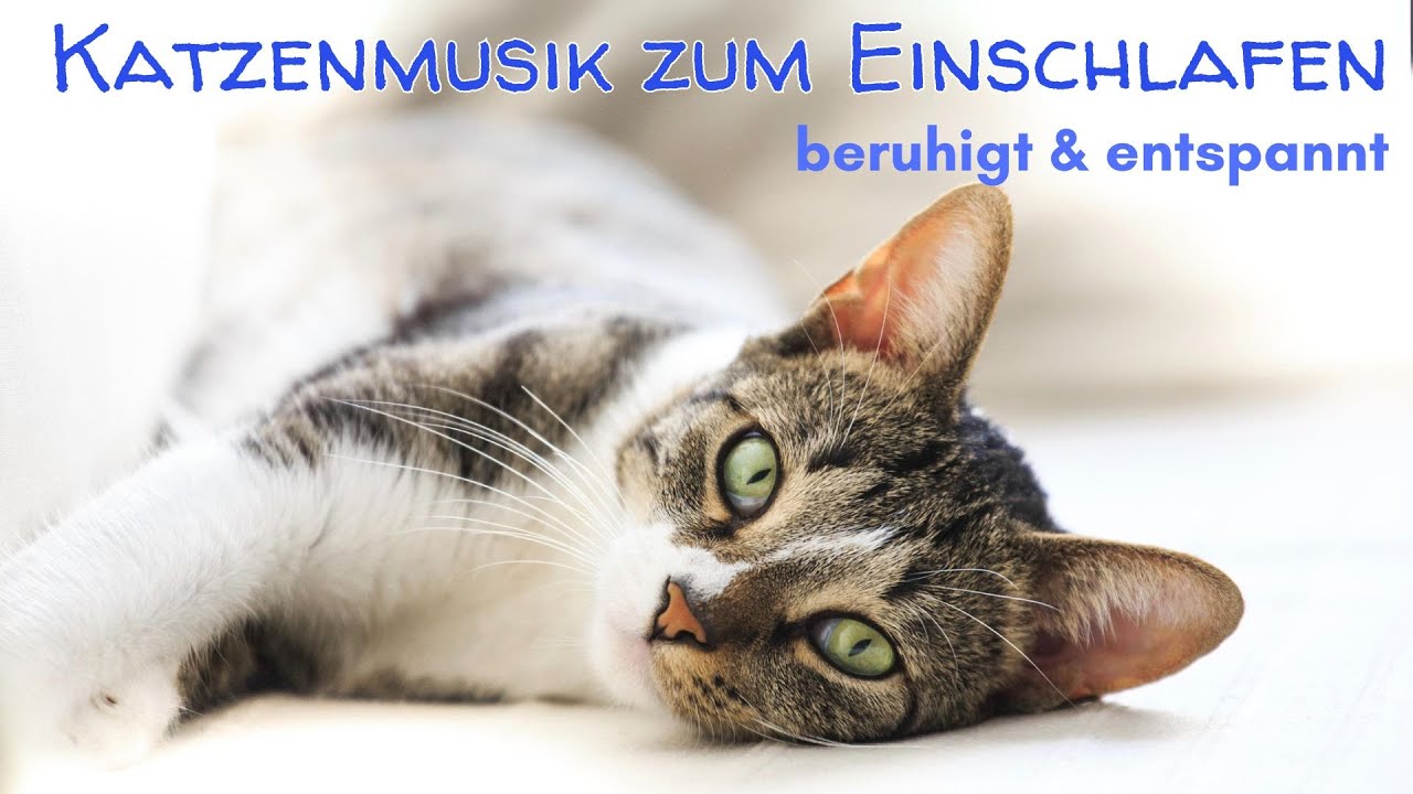 Katzenmusik zum Einschlafen - beruhigend und entspannend für Katzen & ihre Freunde