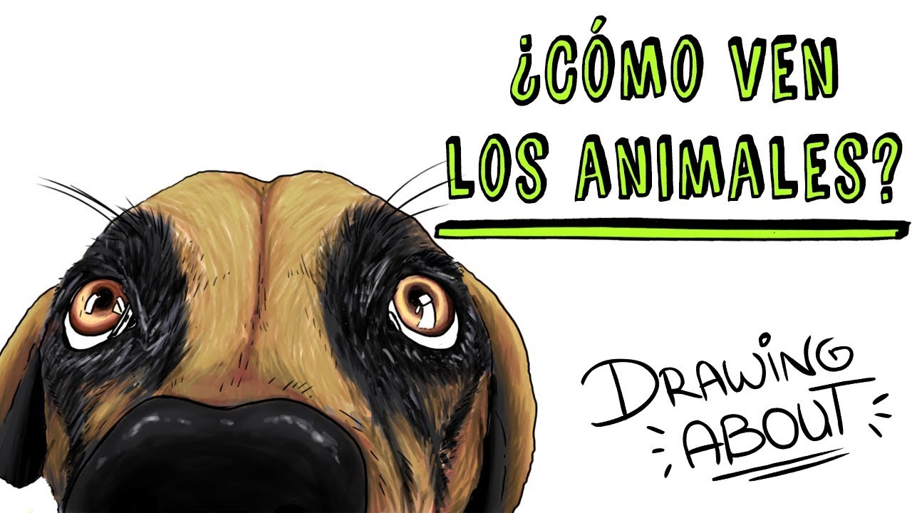 ¿CÓMO VEN LOS ANIMALES? 👀 | Draw My Life