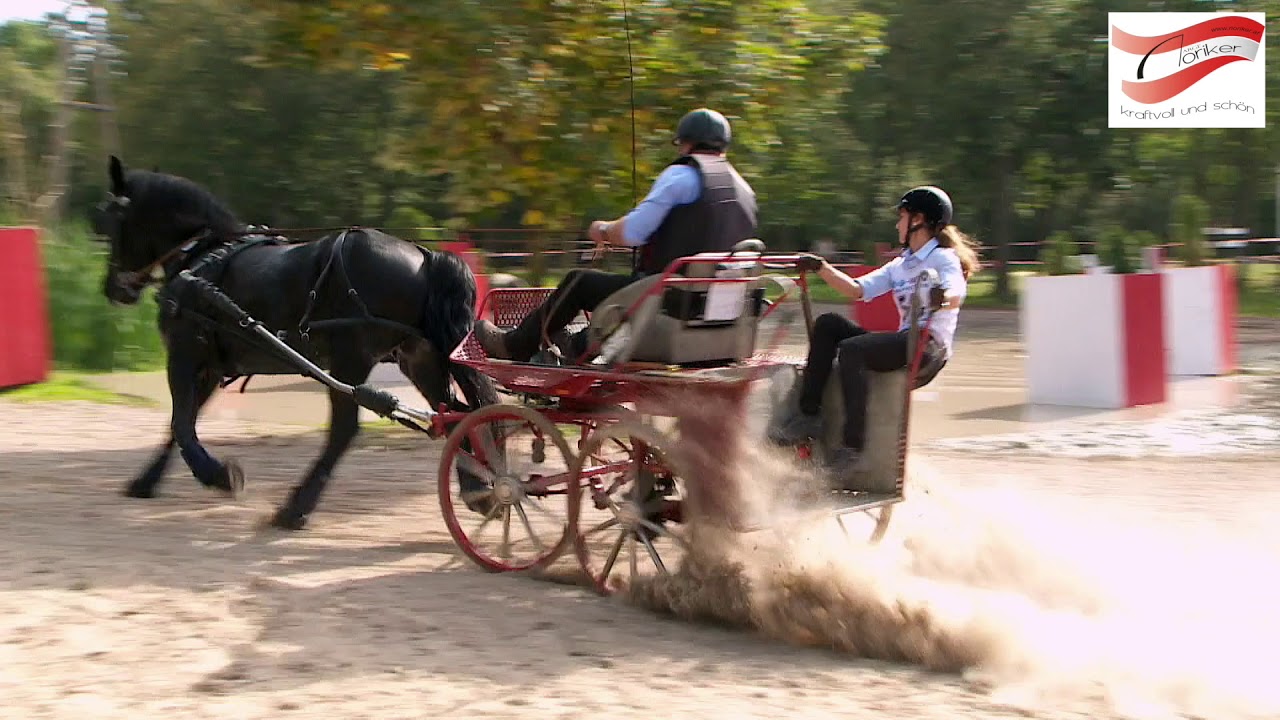 Rassenpraesentation Noriker