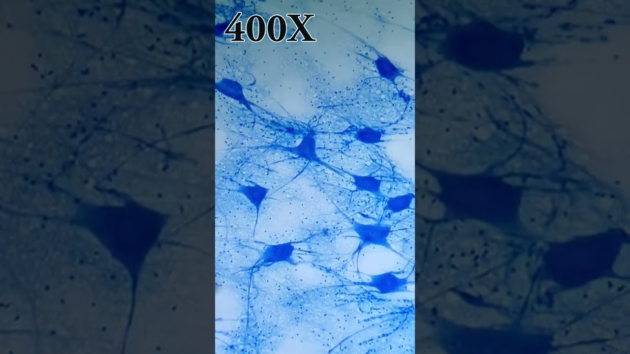 NEURONAS BAJO EL MICROSCOPIO🧠🔬