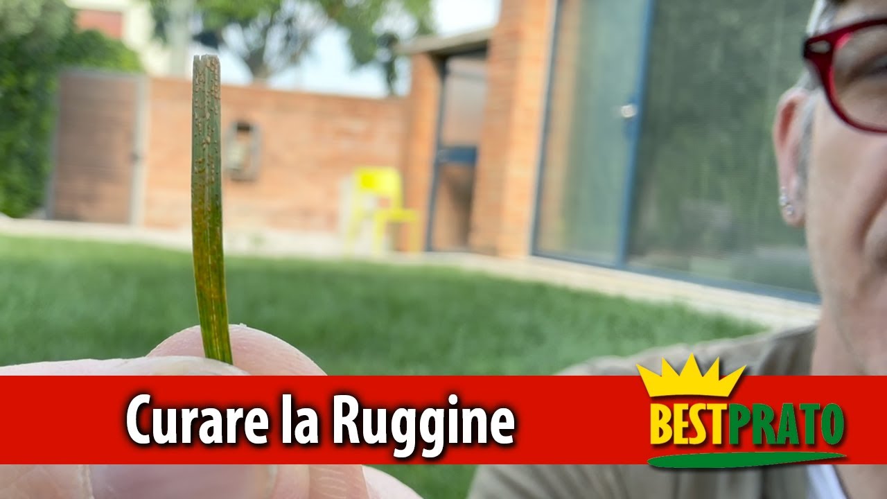 MALATTIE DEL PRATO / CURARE E PREVENIRE LA RUGGINE