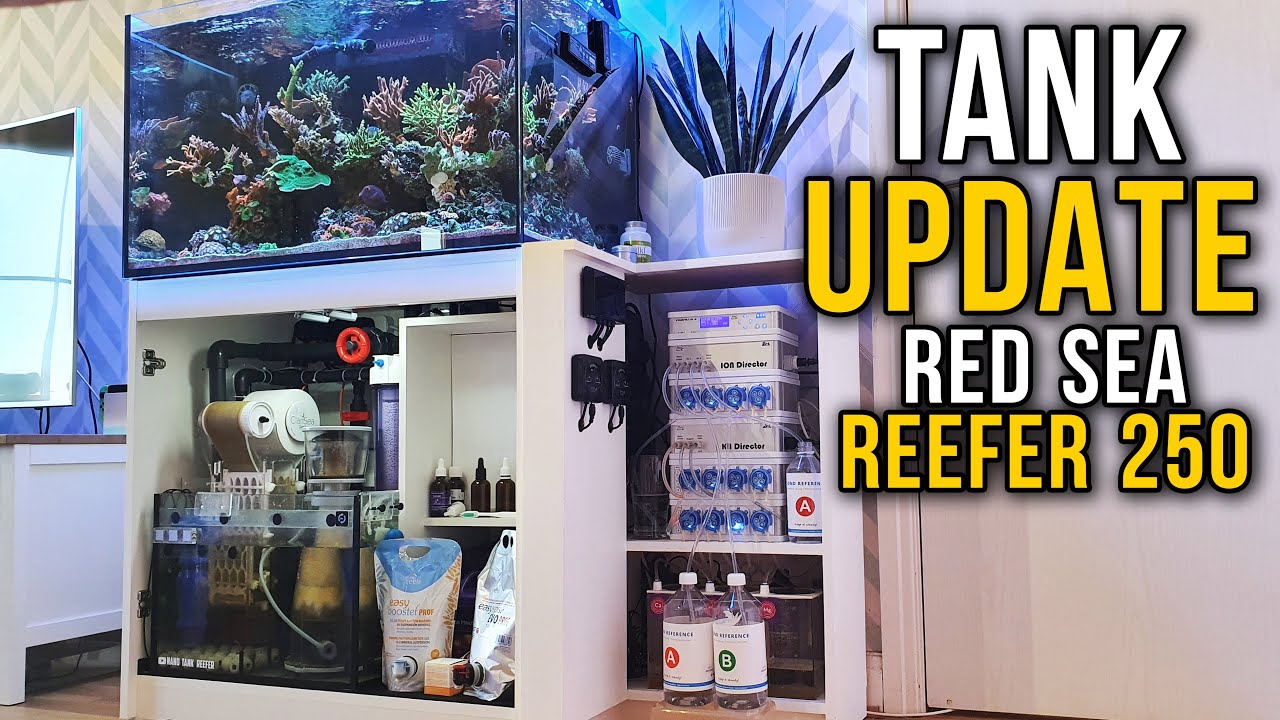 Reef Tank - Red Sea Reefer 250 Tank Update - ION Director - New Coral food - Algae Issues