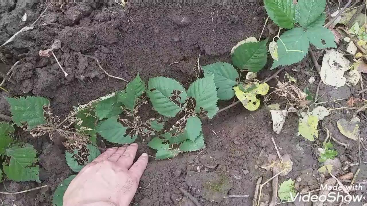 Video Inmultire muri