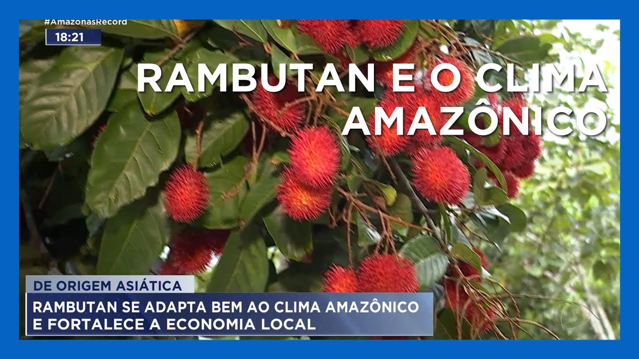 Rambutan se adapta bem ao clima amazônico e fortalece a economia local