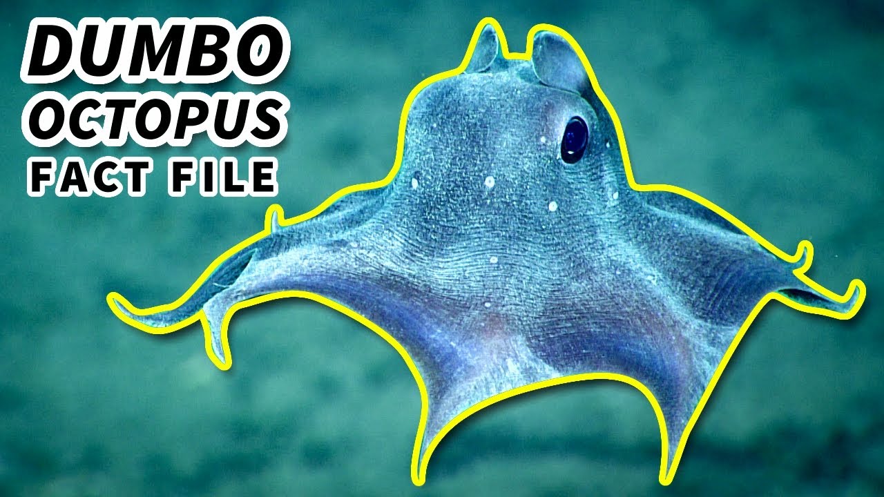 Dumbo Octopus Facts: the CUTEST OCTOPUS 🐙 Animal Fact Files