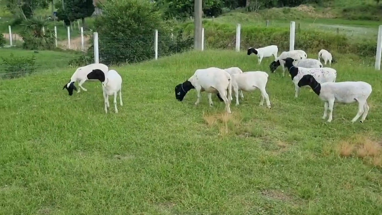Ovelhas e Borregas Dorper com Carneiro PO – Criadas a campo
