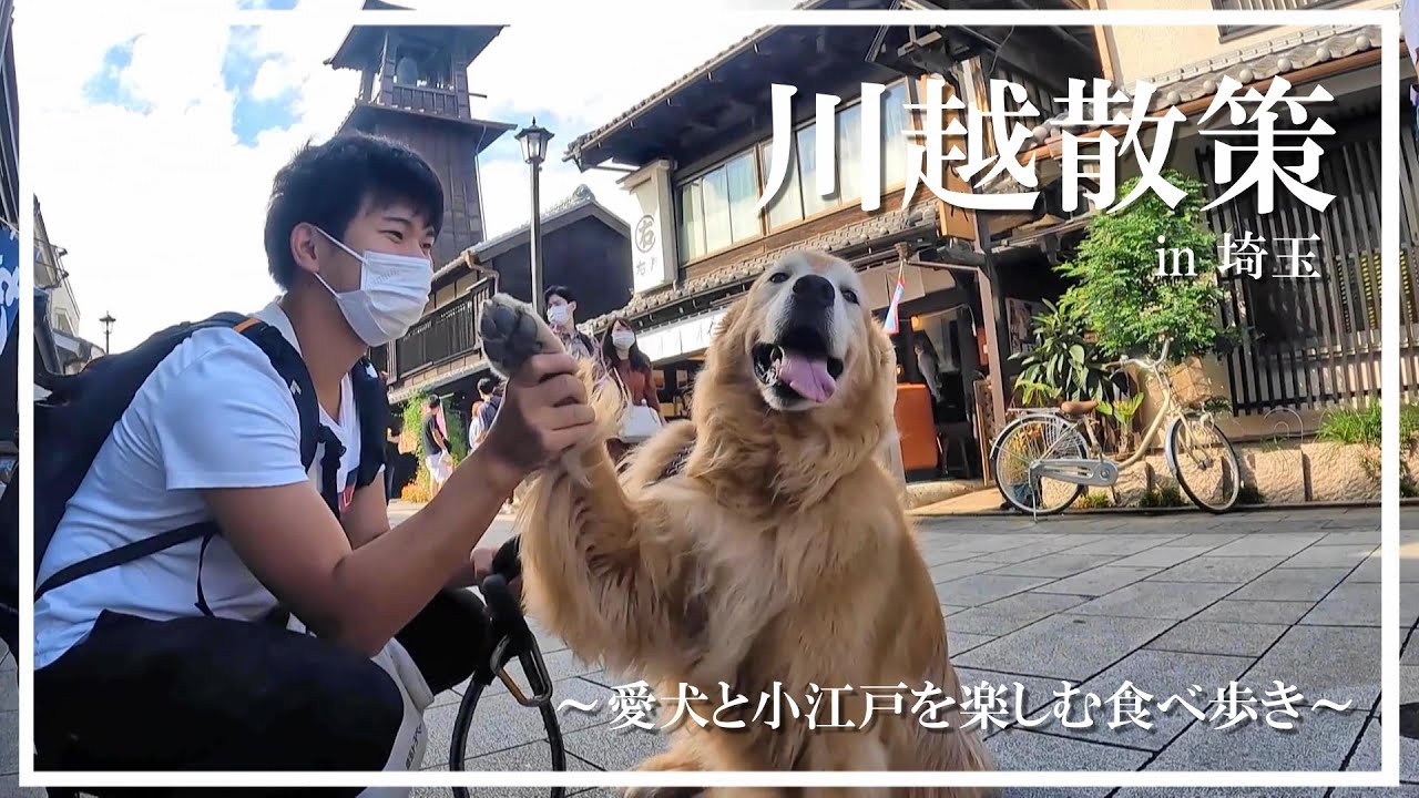 わんちゃんとぶらり川越散策 ゴールデンレトリバー 犬 川越食べ歩き 川越市 時の鐘