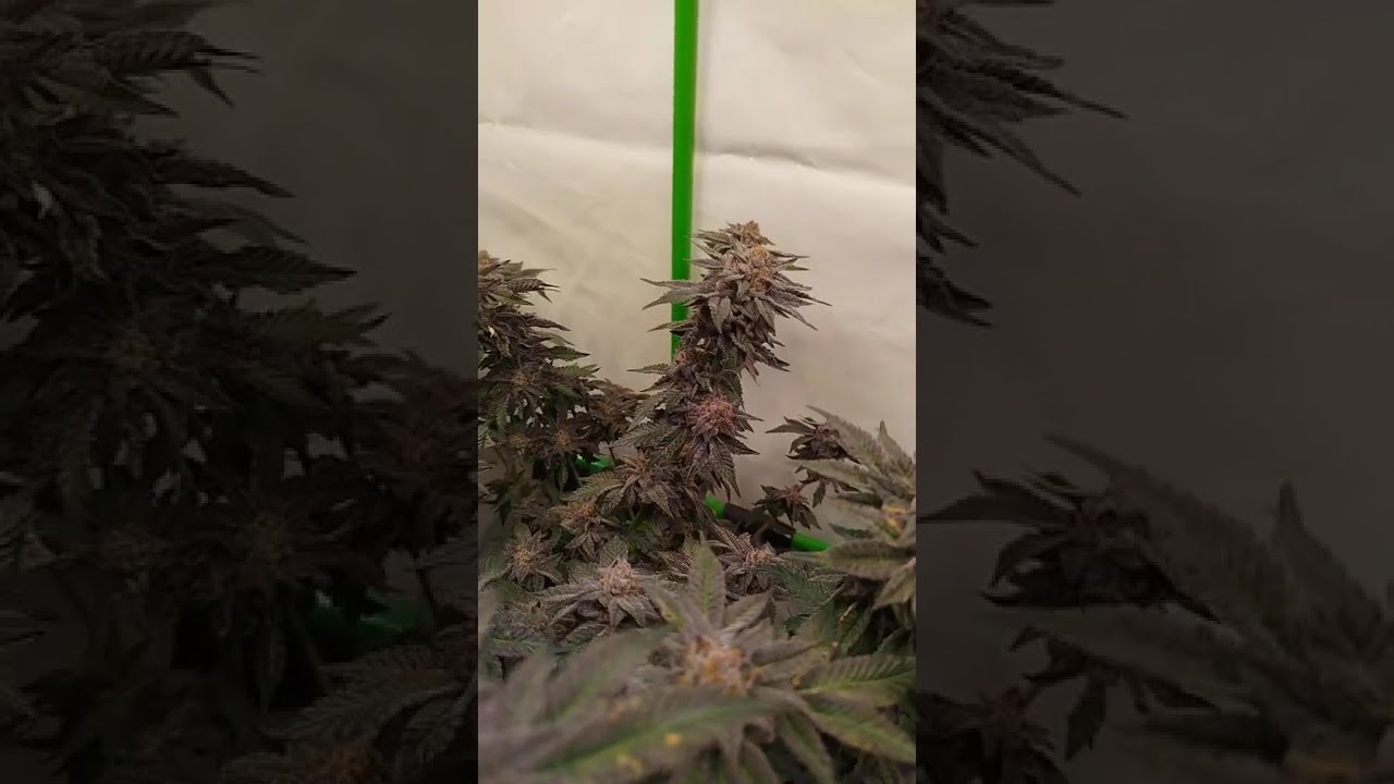 🍋🌈 Super Lemon Haze &times; RS11by @greenhouseamsterdam  #cannabiscontent #cannabisdaily  #homegrown