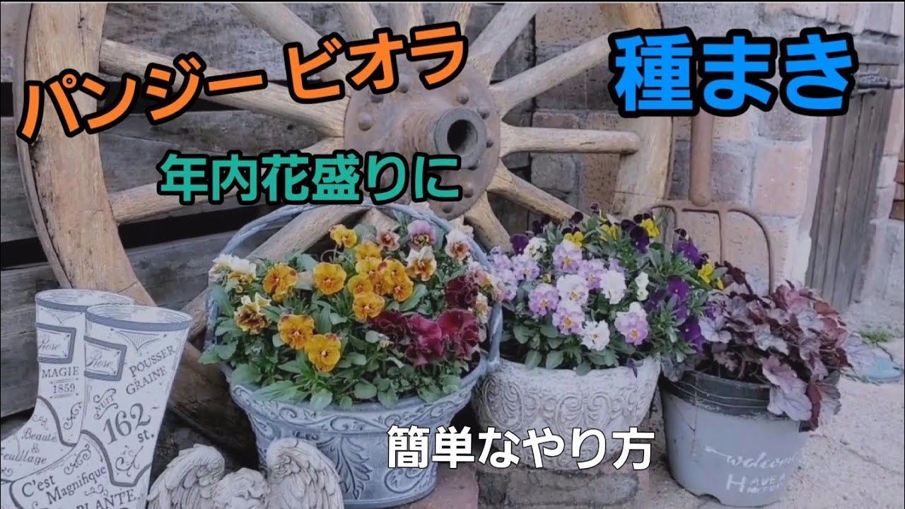 パンジービオラ種まき