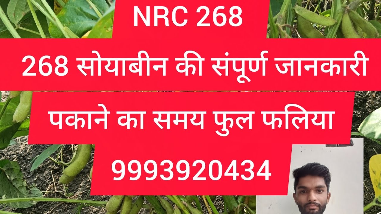 NRC 268 सोयाबीन वेरायटी कि संपूर्ण जानकारी 9993920434