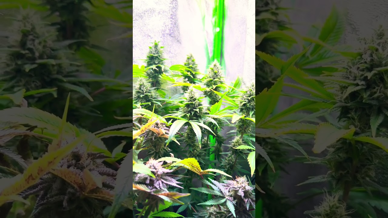 Cali Sour Diesel - HSC #Grow #420 #cannabiseducation  #Cali #seeds