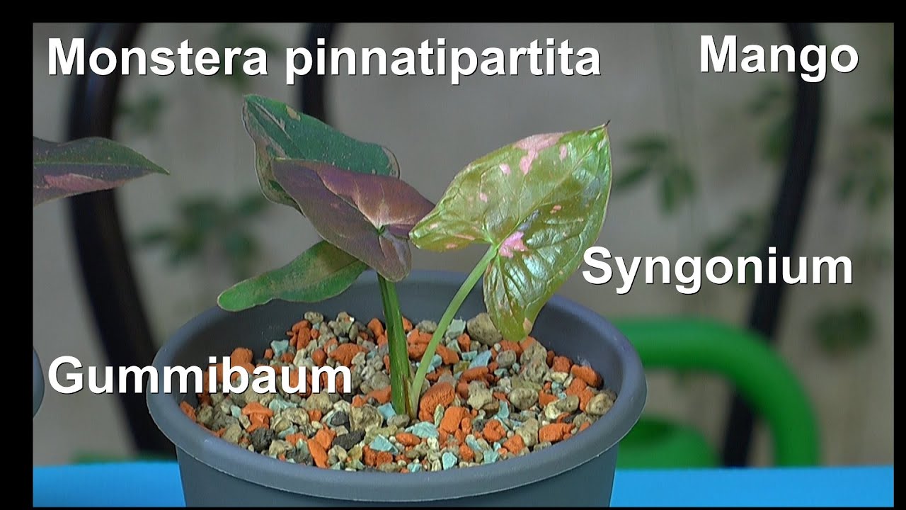Gummibaum, Mango, Monstera pinnatipartita, Syngonium pink splash, Avocado und mehr Pflanzen