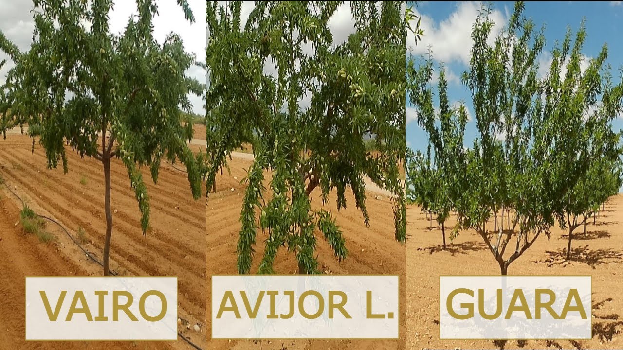 CUAJADO DEL ALMENDRO