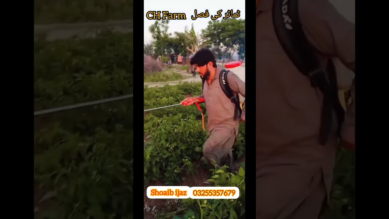 Tomato farming in pakistan||Tamater ki fasal#agriculture #agriculturefarming #agriculturetechnology