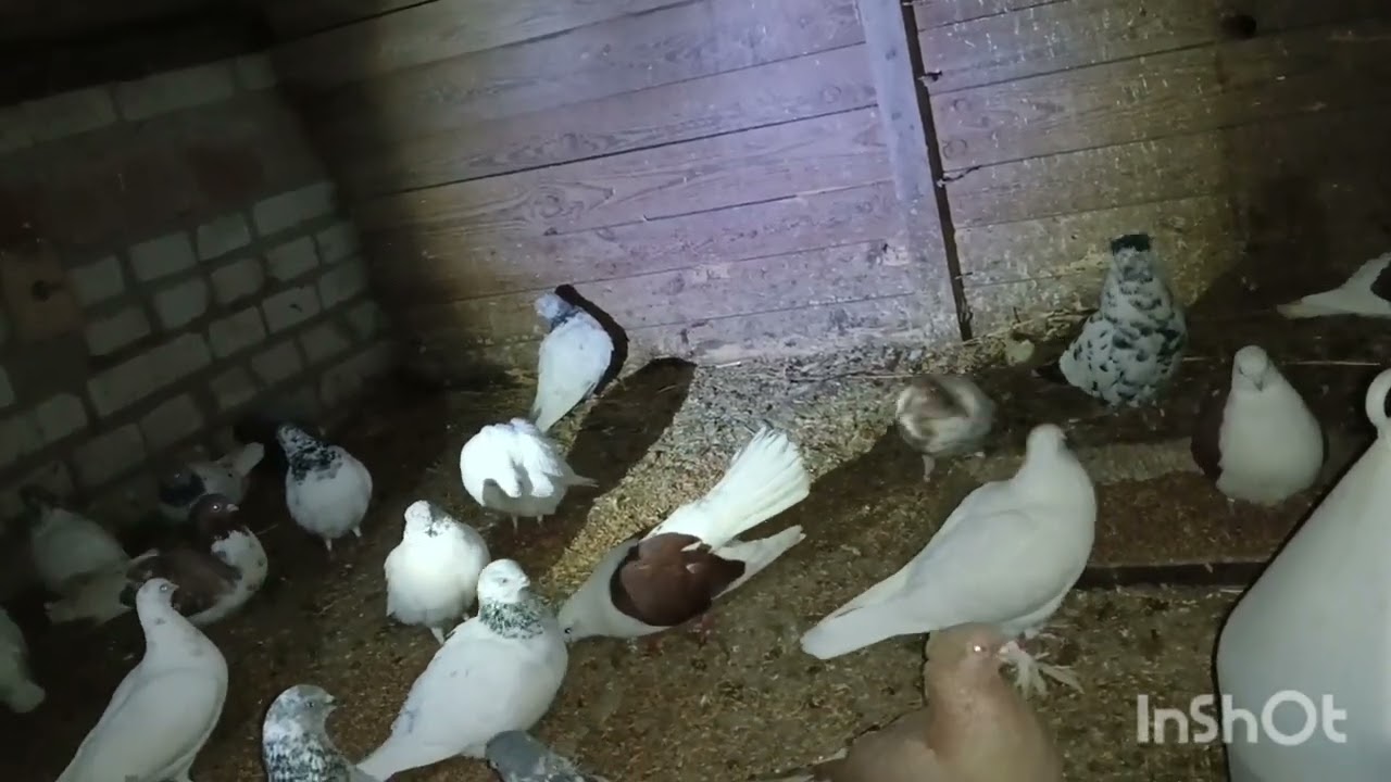 Lęgi lęgi i po lęgach . Dziadka budapeszty bedą mieli młode 😃😃🙂.