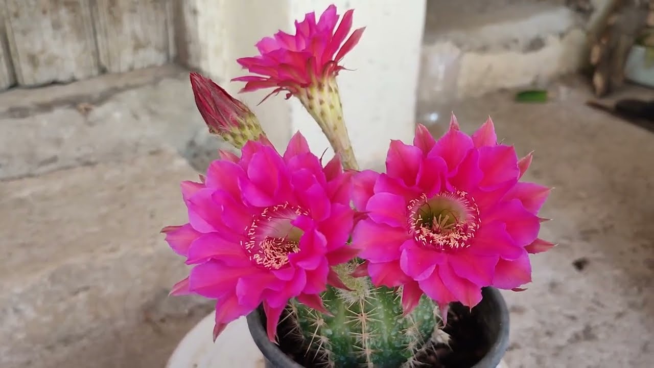 Bir aydır çiçeklerimi görmüyordum çoğu timurcukta.#cactus #azerbaycan#succulent 