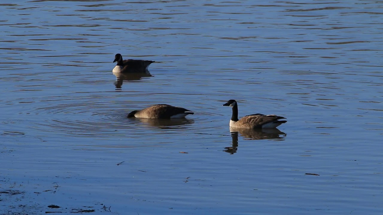 Le chant des outardes...