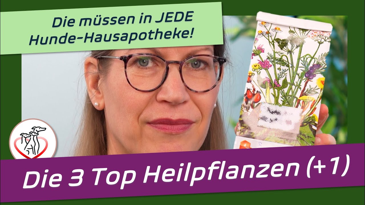 DIESE 3 (+1) Heilpflanzen sollten in Deiner Hundehausapotheke nicht fehlen…