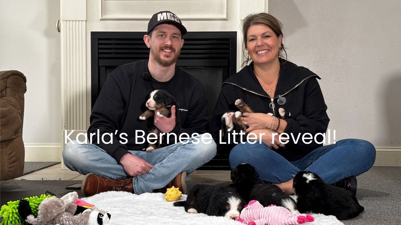 Karla's Bernese Mountain Dog Litter Reveal!