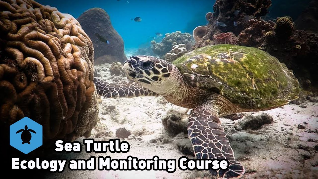 Sea Turtle Ecology and Monitoring Course