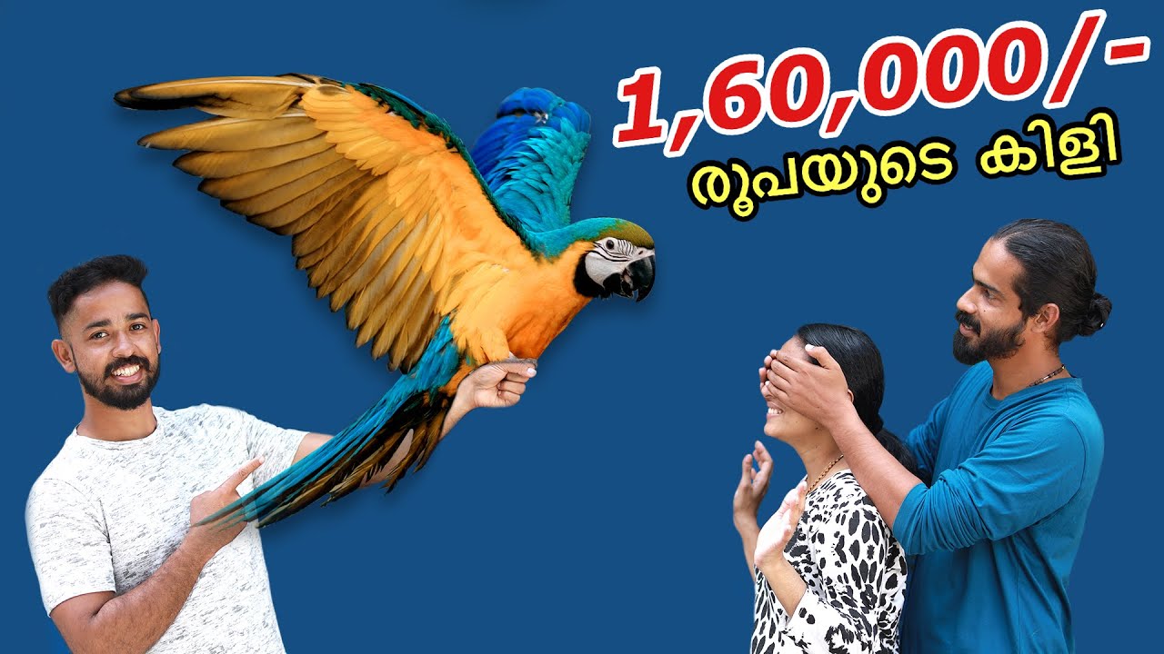 "Surprise" ആയി ഒരു കിളിയെ വാങ്ങി... വില 1,60,000/- രൂപ..| Bought My Dream Pet Bird ആയി