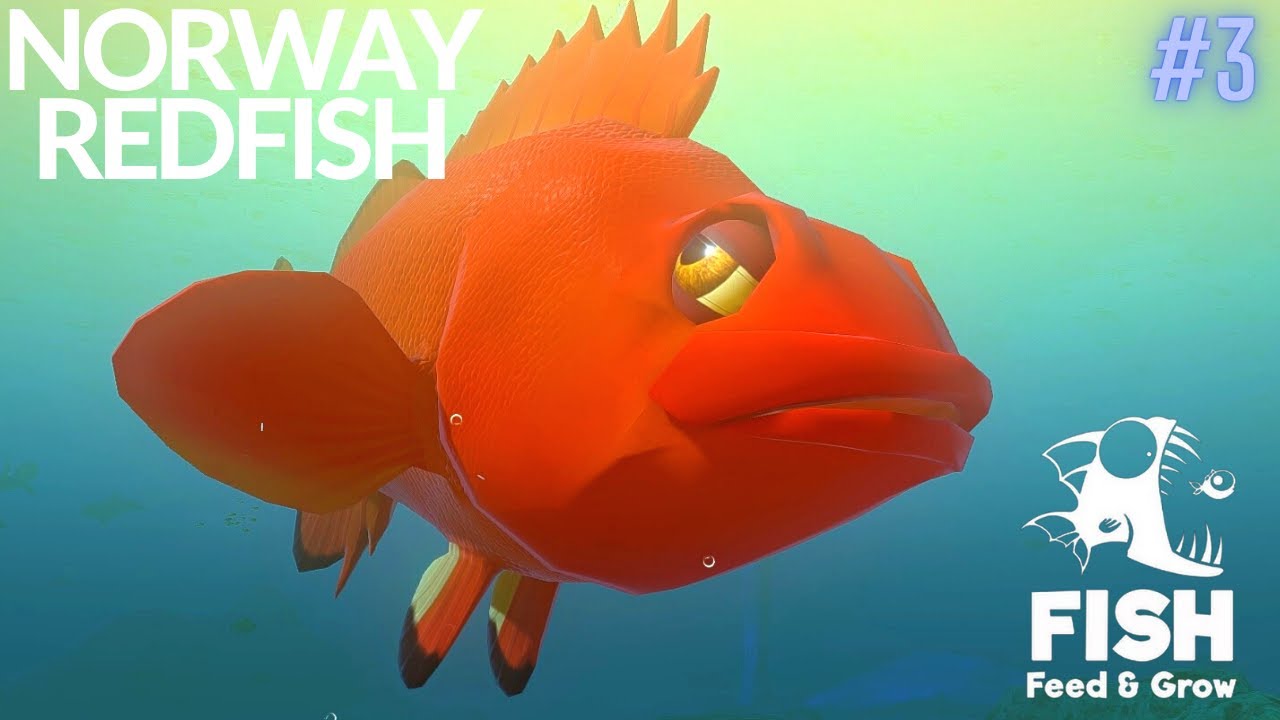 Feed And Grow Fish : Norway Redfish
