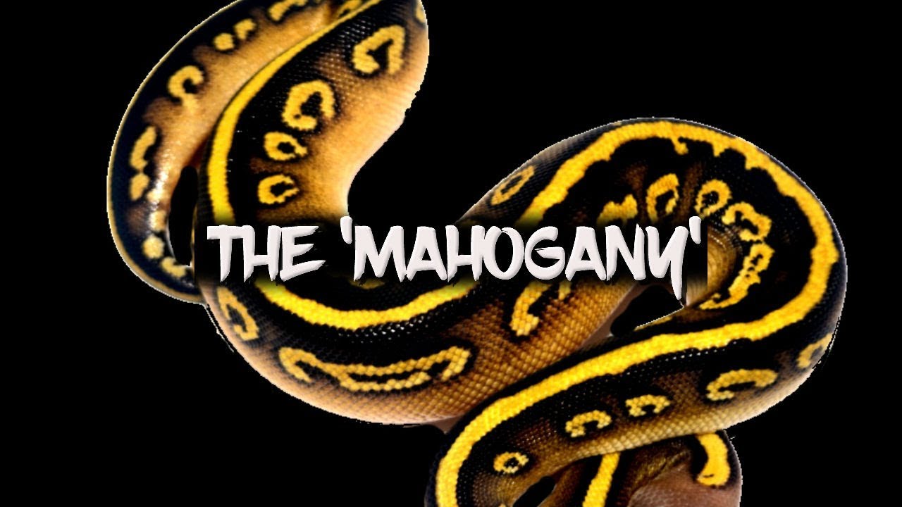 The Number One Dark Morph: Mahogany!